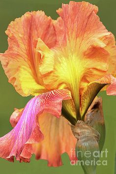 an orange and pink flower with green background