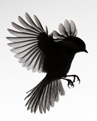 a black and white photo of a bird with its wings spread out in the air