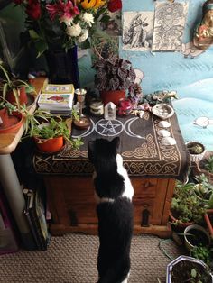 Feral Aesthetic, Altar Aesthetic, Beltane Altar