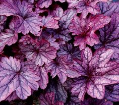 purple and white leaves are growing in the ground