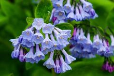 purple flowers with green leaves in the background