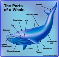 the parts of a whale labeled in blue