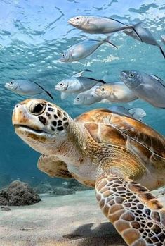 a turtle swimming in the ocean surrounded by fish