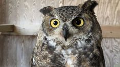 an owl with big yellow eyes is sitting on a perch in front of a wooden wall