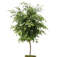 Ficus benjamina sold online grown as a single stem tree Modern Tall Trees, Fig Tree Garden, Weeping Fig Tree, Ficus Nitida, Air Cleaning Plants, Weeping Fig, Ficus Benjamina, Fig Trees, Indoor Tree