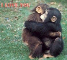 two chimpans hugging each other in the grass with words i love you on it