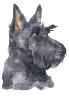 a watercolor painting of a black scottish terrier dog with brown eyes and ears