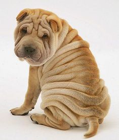 a brown dog sitting on top of a white floor