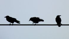 three black birds sitting on top of a power line