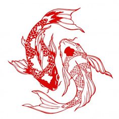 two koi fish swimming in the water with red ink on white background stock photo