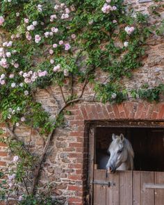 a horse sticking its head out of an open barn door with pink flowers growing on it