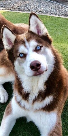 two brown and white dogs laying on top of grass next to each other with blue eyes