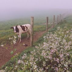 a black and white cow standing next to a fence on a foggy day in a field