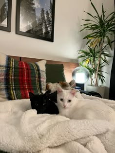 two black and white cats laying on a bed