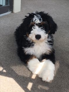 a black and white dog laying on the ground