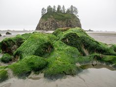 green moss covered rocks on the beach with an island in the background