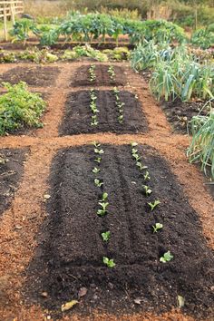 several rows of green plants growing in dirt