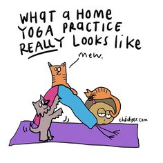 an image of cats doing yoga with the caption, what a home yoga practice really looks like