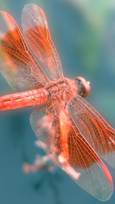 a red dragon flys through the air with its wings spread out and eyes closed