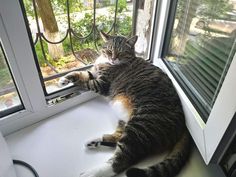 a cat laying on top of a window sill next to a glass pane