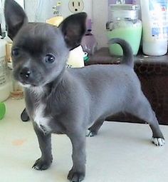 a small gray dog standing on top of a counter