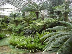 the inside of a greenhouse filled with lots of trees and plants