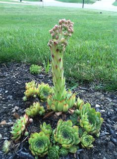 a green plant growing out of the ground