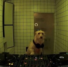 a dog sitting in front of a dj's turntable