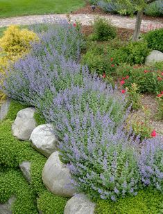 a garden filled with lots of different types of flowers and plants on top of rocks