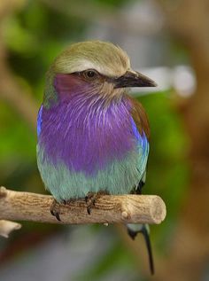 a colorful bird sitting on top of a tree branch