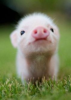 a small white pig standing on top of a lush green field