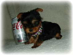 a small black and brown dog sitting next to a can