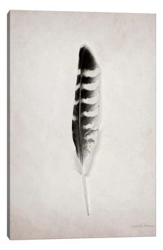 a black and white photo of a feather