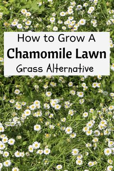 How To Grow A Chamomile Lawn Grass Alternative Eco Friendly Yard, Alternative Lawn Ideas, Grass Replacements Ideas, Lawn Grass Alternative, Camomile Lawn, Tapestry Lawn, Meadow Lawn, Native Lawn, Low Maintenance Garden Ideas