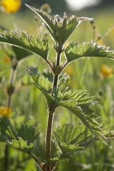 a plant with green leaves and yellow flowers in the background