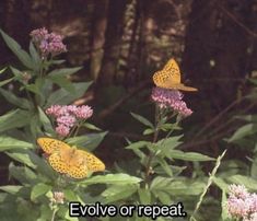 two yellow butterflies sitting on top of purple flowers