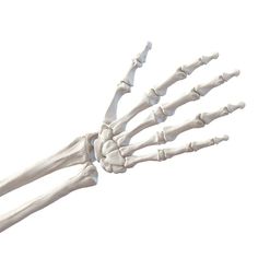 the bones of a human hand are shown in this image, with only one arm visible