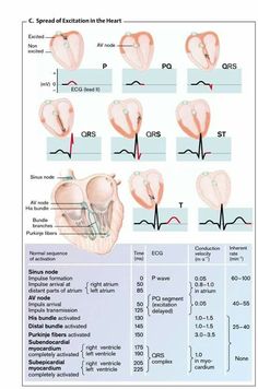 the diagram shows different types of heart valves and their corresponding functions, including an occipitus