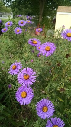 many purple flowers are growing in the grass