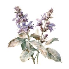 a watercolor painting of purple flowers on a white background