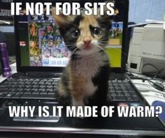 a kitten sitting on top of a laptop computer next to a monitor with the caption if not for sitts why is it made of warm?