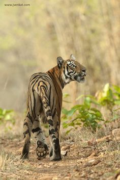 a tiger walking across a dirt road in the woods