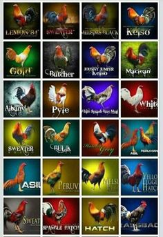 many different types of roosters are shown in this image with the words, names and colors