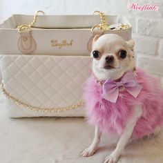 a small chihuahua dog wearing a pink fur coat and sitting next to a white purse