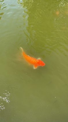 a large orange fish swimming in the middle of a body of water with green algae