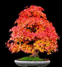 a bonsai tree with red and yellow leaves in a white pot on a black background