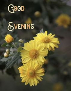 yellow flowers with the words good evening on them