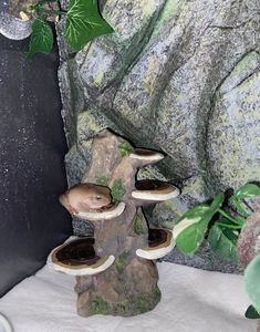 mushrooms growing out of the base of a tree stump in front of a rock wall