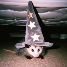 a rat wearing a wizard's hat on the floor