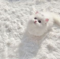 a white kitten laying on top of a fluffy rug